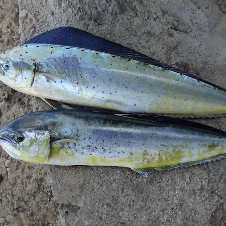 Mavi Akvaryum Pension فندق