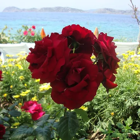 فندق Mavi Akvaryum Pension 3*