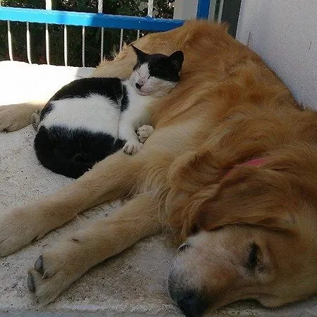 Mavi Akvaryum Pension ホテル