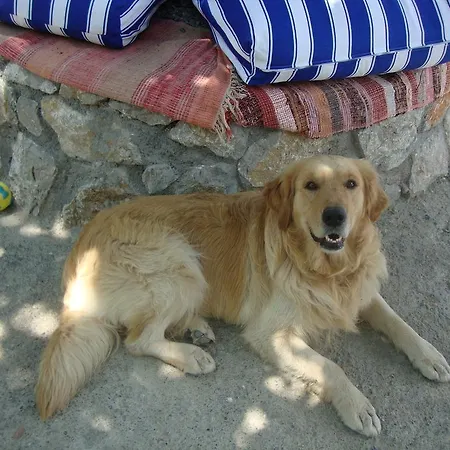 Mavi Akvaryum Pension *