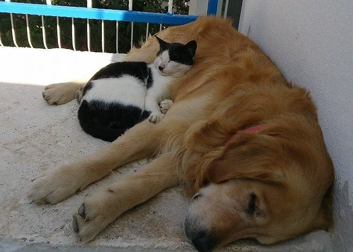 Mavi Akvaryum Pension Casa de hóspedes