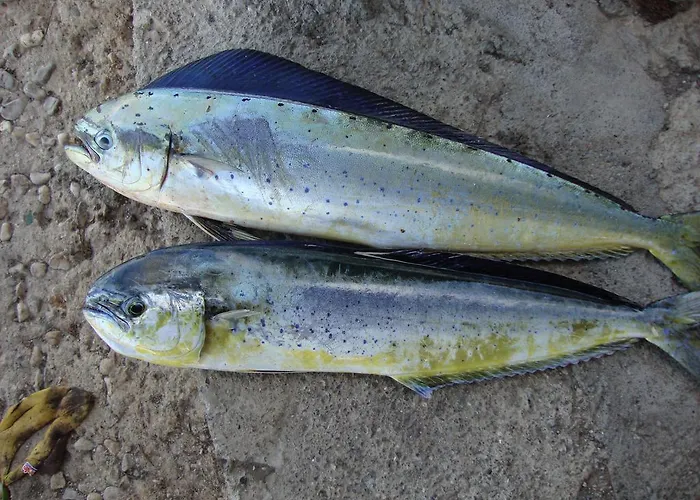 Mavi Akvaryum Pension Casa de hóspedes