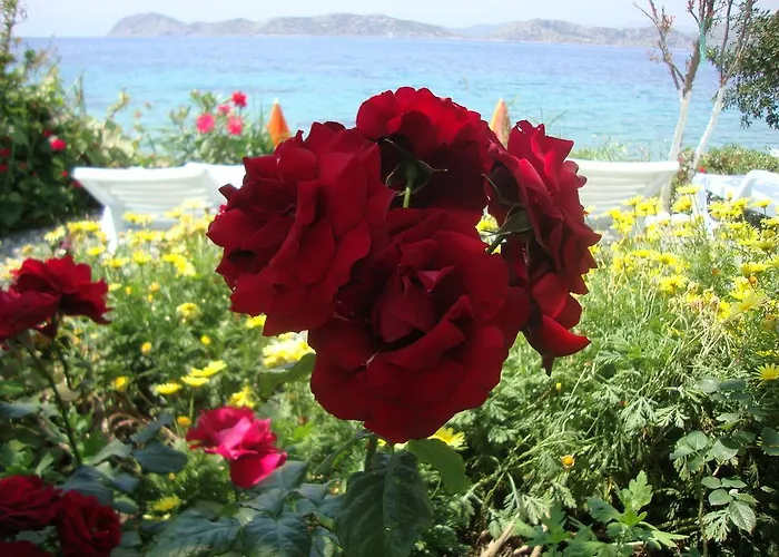 Casa de hóspedes Mavi Akvaryum Pension 3*